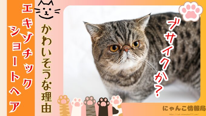エキゾチックショートヘア　かわいそう　言われる理由　ケージ　飼い方　注意点
