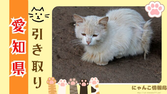 愛知県　猫を引き取ってくれる施設　信頼　動物愛護団体