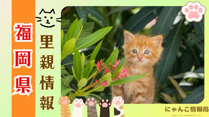 福岡県　ペットショップ　猫　売れ残りを引き取りたい　里親募集　譲渡会