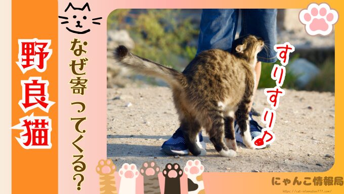 野良猫が足にまとわりつく理由　食べ物　欲しがっているサイン