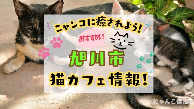 旭川　猫カフェ　おすすめ　基本ルール　料金　安い　北海道