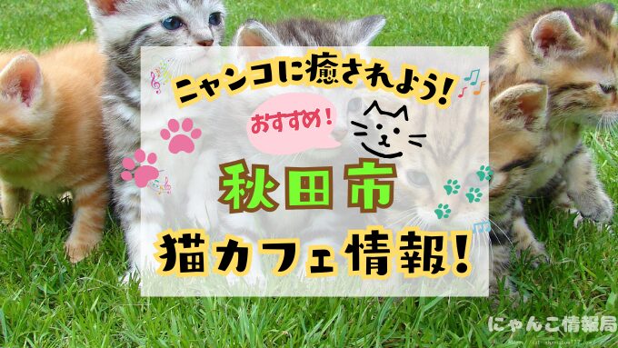 秋田市 猫カフェ おすすめ 基本ルール 料金