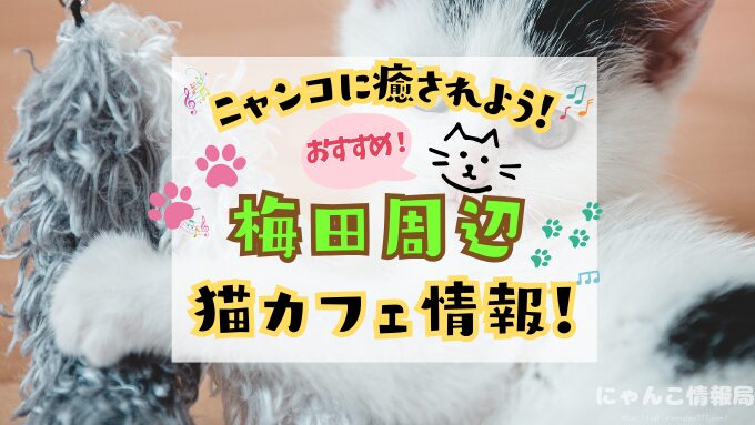 梅田 猫カフェ おすすめ 基本ルール 料金 安い 大阪