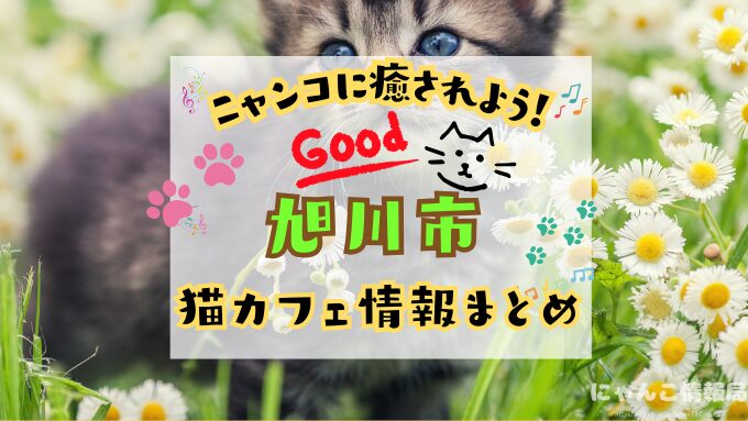 旭川 猫カフェ おすすめ 基本ルール 料金 安い 北海道