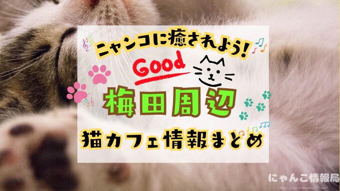 梅田 猫カフェ おすすめ 基本ルール 料金 安い 大阪