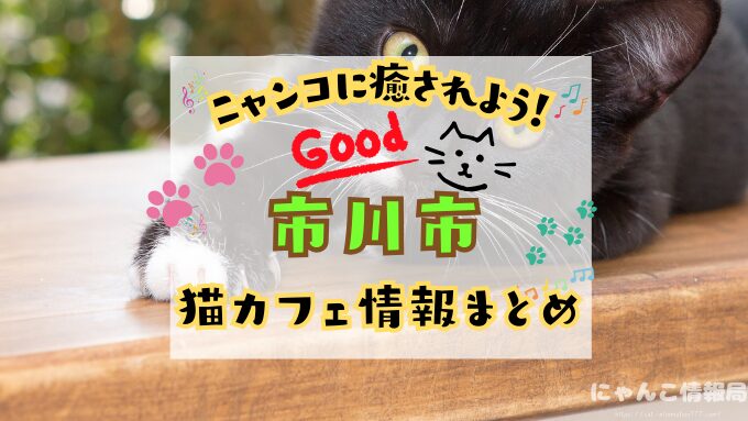 市川 猫カフェ おすすめ 基本ルール 料金 安い 千葉