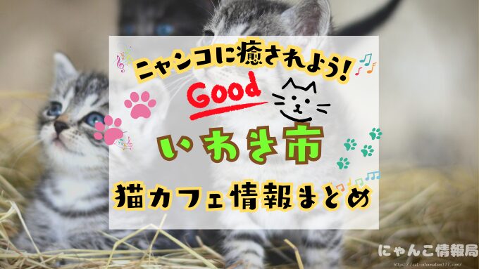 いわき 猫カフェ おすすめ 基本ルール 料金 安い 福島