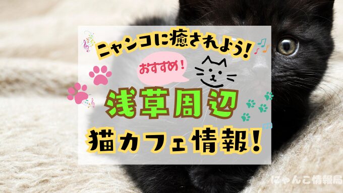 浅草 猫カフェ おすすめ 基本ルール 料金 安い 東京