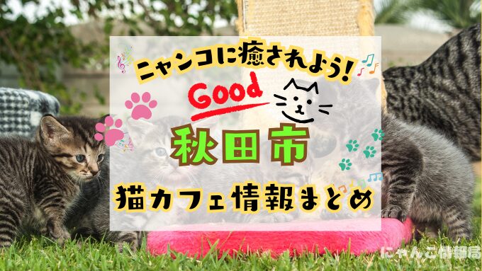秋田市 猫カフェ おすすめ 基本ルール 料金