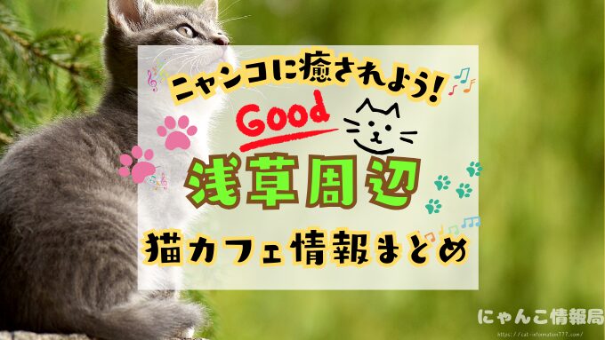 浅草 猫カフェ おすすめ 基本ルール 料金 安い 東京