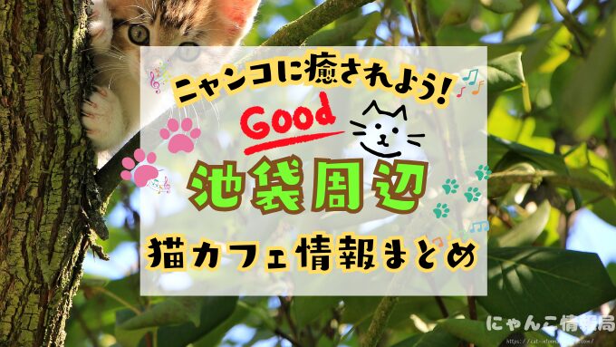 池袋　猫カフェ　おすすめ　基本ルール　料金　安い　東京