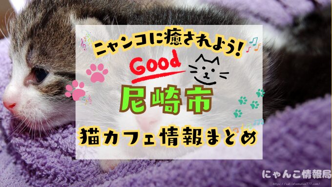 尼崎 猫カフェ おすすめ 基本ルール 料金 安い 兵庫
