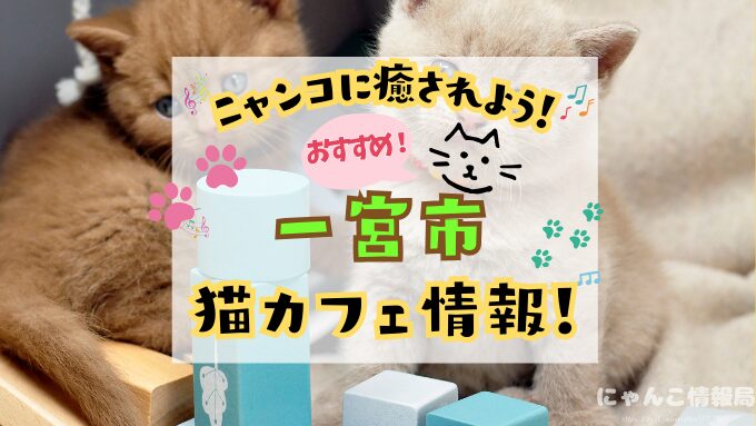 一宮 猫カフェ おすすめ 基本ルール 料金 安い 愛知