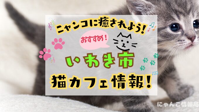 いわき 猫カフェ おすすめ 基本ルール 料金 安い 福島
