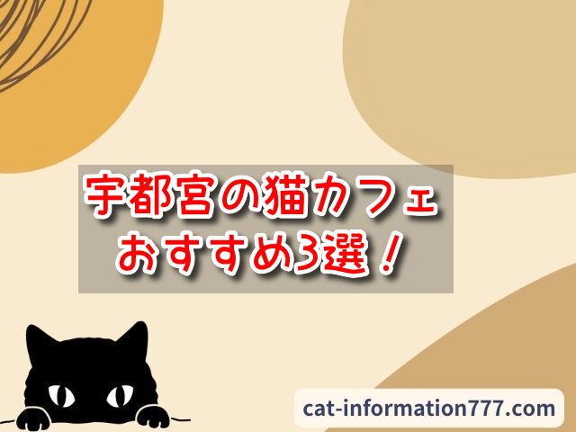 宇都宮市 猫カフェ おすすめ 基本ルール 料金 安い 栃木
