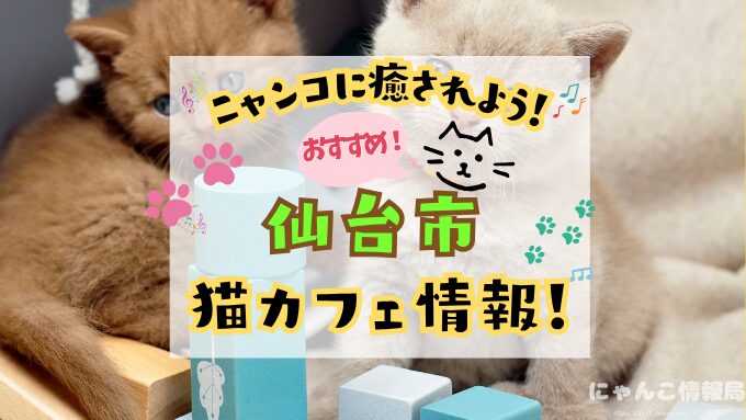 仙台市　猫カフェ